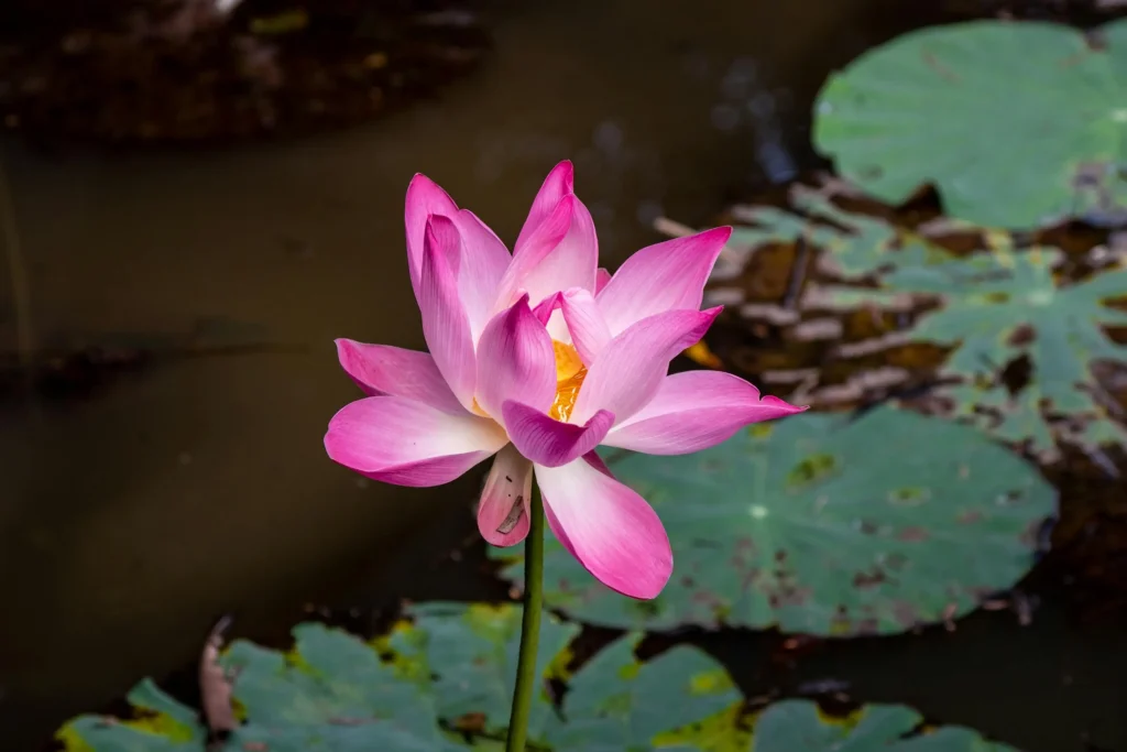 fulanchi atmakatha in marathi |

state flower of maharashtra in marathi

